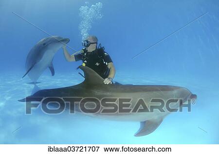 "Scuba diver and Bottlenose Dolphins (Tursiops truncatus), dolphinarium, Odessa, Odessa Oblast, Ukraine, Europe" View Large Photo Image Stock Photo - "Scuba diver and Bottlenose Dolphins (Tursiops truncatus), dolphinarium, Odessa, Odessa Oblast, Ukraine, Europe". Fotosearch