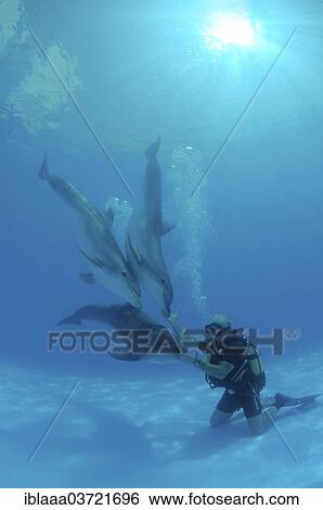 "Scuba diver and Bottlenose Dolphins (Tursiops truncatus), dolphinarium, Odessa, Odessa Oblast, Ukraine, Europe" View Large Photo Image Stock Photograph - "Scuba diver and Bottlenose Dolphins (Tursiops truncatus), dolphinarium, Odessa, Odessa Oblast, Ukraine, Europe". Fotosearch