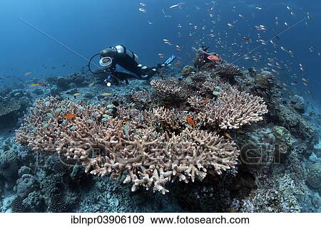 "Scuba diver at a coral reef, looking at Acropora Coral or Staghorn Coral (Acropora sp. ), stone coral, various coral fish, Lhaviyani Atoll, Indian Ocean, Maldives, Asia" View Large Photo Image Stock Photo - "Scuba diver at a coral reef, looking at Acropora Coral or Staghorn Coral (Acropora sp. ), stone coral, various coral fish, Lhaviyani Atoll, Indian Ocean, Maldives, Asia". Fotosearch