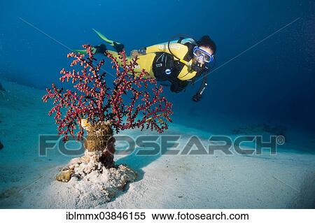 "Scuba diver behind a Cherry Blossom Coral or Godeffroy's Soft Coral (Siphonogorgia godeffroyi), Philippines, Asia" View Large Photo Image Stock Photography - "Scuba diver behind a Cherry Blossom Coral or Godeffroy's Soft Coral (Siphonogorgia godeffroyi), Philippines, Asia". Fotosearch