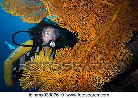 "Scuba diver behind a Giant Sea Fan, Gorgonian Fan Coral (Annella mollis, Syn Subergorgia mollis), Pacific Ocean, Palau, Oceania" View Large Photo Image Stock Image - "Scuba diver behind a Giant Sea Fan, Gorgonian Fan Coral (Annella mollis, Syn Subergorgia mollis), Pacific Ocean, Palau, Oceania". Fotosearch