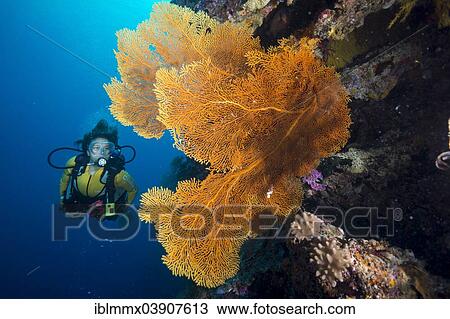 "Scuba diver behind a Giant Sea Fan, Gorgonian Fan Coral (Annella mollis, Syn Subergorgia mollis), Pacific Ocean, Palau, Oceania" View Large Photo Image Stock Image - "Scuba diver behind a Giant Sea Fan, Gorgonian Fan Coral (Annella mollis, Syn Subergorgia mollis), Pacific Ocean, Palau, Oceania". Fotosearch