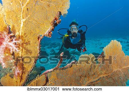 "Scuba diver behind a sea fan, Richelieu Rock, Richelieu Rock, Thailand, Asia" View Large Photo Image Stock Image - "Scuba diver behind a sea fan, Richelieu Rock, Richelieu Rock, Thailand, Asia". Fotosearch