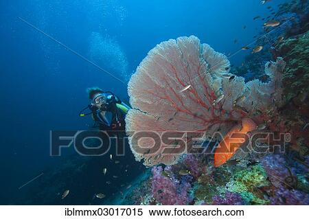 Stock Photography - "Scuba diver behind a sea fan watching a Miniata grouper, jewel grouper (Cephalopholis miniata), Richelieu Rock, Richelieu Rock, Thailand, Asia". Fotosearch