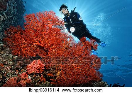 "Scuba diver behind Knotted Fan Coral (Melithaea ochracea), soft coral, Great Barrier Reef, UNESCO World Natural Heritage Site, Pacific Ocean, Queensland, Australia, Oceania" View Large Photo Image Picture - "Scuba diver behind Knotted Fan Coral (Melithaea ochracea), soft coral, Great Barrier Reef, UNESCO World Natural Heritage Site, Pacific Ocean, Queensland, Australia, Oceania". Fotosearch