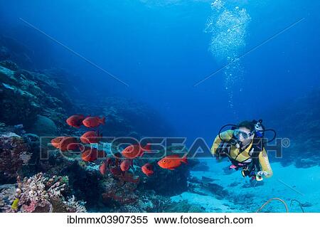 "Scuba diver beside a school of Lunar-tailed Bigeye or Moontail Bullseye (Priacanthus hamrur), Pacific Ocean, Palau, Oceania" View Large Photo Image Stock Photography - "Scuba diver beside a school of Lunar-tailed Bigeye or Moontail Bullseye (Priacanthus hamrur), Pacific Ocean, Palau, Oceania". Fotosearch