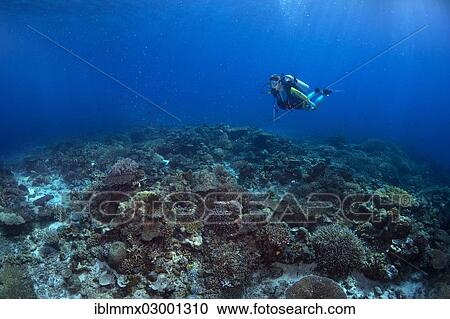 "Scuba diver diving at a coral reef, Mulaong, Sudchinesisches Meer, Mimaropa, Philippines, Asia" View Large Photo Image Stock Image - "Scuba diver diving at a coral reef, Mulaong, Sudchinesisches Meer, Mimaropa, Philippines, Asia". Fotosearch