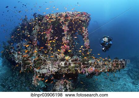 "Scuba diver diving at an overgrown wreck, Skipjack II, Anthias (Anthiinae), """"The Shipyard"""" diving site, Lhaviyani Atoll, Indian Ocean, Maldives, Asia" View Large Photo Image Stock Photo - "Scuba diver diving at an overgrown wreck, Skipjack II, Anthias (Anthiinae), """"The Shipyard"""" diving site, Lhaviyani Atoll, Indian Ocean, Maldives, Asia". Fotosearch
