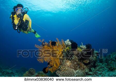 "Scuba diver diving in a coral reef observing a gorgonian, Philippines, Asia" View Large Photo Image Stock Image - "Scuba diver diving in a coral reef observing a gorgonian, Philippines, Asia". Fotosearch