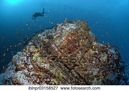 "Scuba diver diving over a reef ridge with coral and fish, Insel Big Brother, Brother Islands, Egypt, Africa" View Large Photo Image Stock Photo - "Scuba diver diving over a reef ridge with coral and fish, Insel Big Brother, Brother Islands, Egypt, Africa". Fotosearch