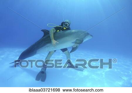 "Scuba diver hugging a Bottlenose Dolphin (Tursiops truncatus), dolphinarium, Odessa, Odessa Oblast, Ukraine, Europe" View Large Photo Image Stock Photo - "Scuba diver hugging a Bottlenose Dolphin (Tursiops truncatus), dolphinarium, Odessa, Odessa Oblast, Ukraine, Europe". Fotosearch