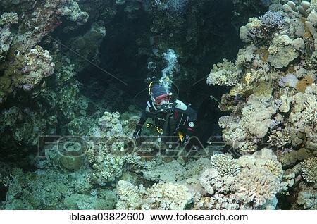 "Scuba diver in a cave, Ras Muhammad National Park, Sinai Peninsula, Sharm el-Sheikh, Red Sea, Egypt, Africa" View Large Photo Image Stock Image - "Scuba diver in a cave, Ras Muhammad National Park, Sinai Peninsula, Sharm el-Sheikh, Red Sea, Egypt, Africa". Fotosearch