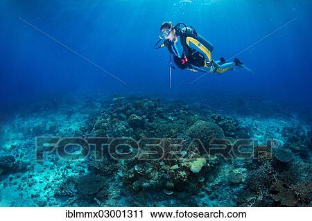 "Scuba diver in a coral reef, South China Sea, Mulaong, -, Mimaropa, Philippines, Asia" View Large Photo Image Stock Image - "Scuba diver in a coral reef, South China Sea, Mulaong, -, Mimaropa, Philippines, Asia". Fotosearch