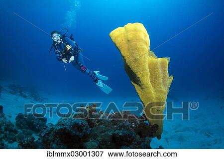 "Scuba diver in a coral reef, South China Sea, Minuit, -, Mimaropa, Philippines, Asia" View Large Photo Image Stock Photo - "Scuba diver in a coral reef, South China Sea, Minuit, -, Mimaropa, Philippines, Asia". Fotosearch