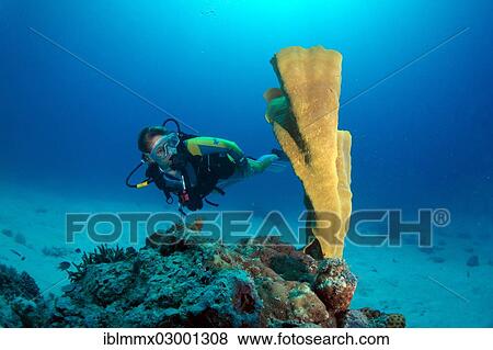 Stock Photo - "Scuba diver in a coral reef, South China Sea, Minuit, -, Mimaropa, Philippines, Asia". Fotosearch