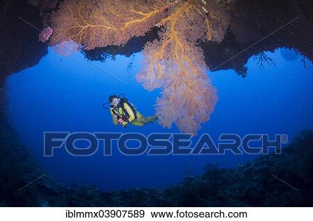 Stock Photo - "Scuba diver in a large underwater cave with Giant Sea Fan (Annella mollis), Pacific Ocean, Palau, Oceania". Fotosearch