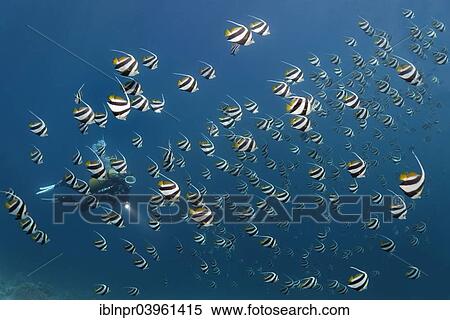 "Scuba diver in a school of Schooling Bannerfish (Heniochus diphreutes) over a coral reef, Indian Ocean, Embudu, South Male Atoll, Maldives, Asia" View Large Photo Image Stock Photography - "Scuba diver in a school of Schooling Bannerfish (Heniochus diphreutes) over a coral reef, Indian Ocean, Embudu, South Male Atoll, Maldives, Asia". Fotosearch
