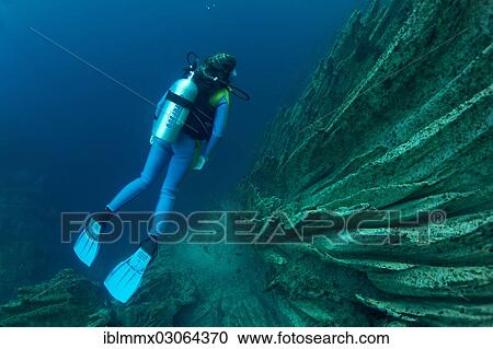 "Scuba diver in Barracuda Lake, Bancuan, Naturschutzgebiet Coron, Calamian Islands, Palawan, Mimaropa, Philippines, Asia" View Large Photo Image Stock Image - "Scuba diver in Barracuda Lake, Bancuan, Naturschutzgebiet Coron, Calamian Islands, Palawan, Mimaropa, Philippines, Asia". Fotosearch