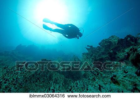 "Scuba diver in Barracuda Lake, Bancuan, Naturschutzgebiet Coron, Calamian Islands, Palawan, Mimaropa, Philippines, Asia" View Large Photo Image Stock Photograph - "Scuba diver in Barracuda Lake, Bancuan, Naturschutzgebiet Coron, Calamian Islands, Palawan, Mimaropa, Philippines, Asia". Fotosearch