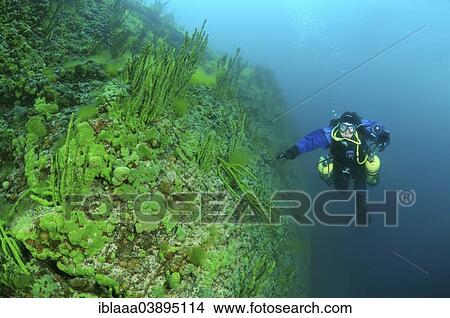 "Scuba diver in Lake Baikal, Siberia, Russia, Europe" View Large Photo Image Picture - "Scuba diver in Lake Baikal, Siberia, Russia, Europe". Fotosearch