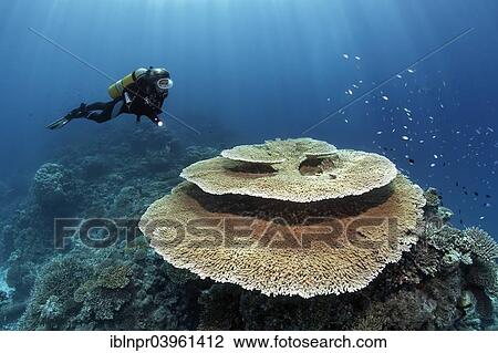 scuba brush