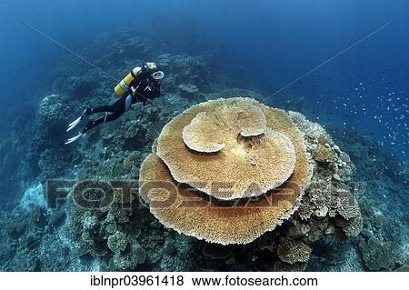 scuba brush