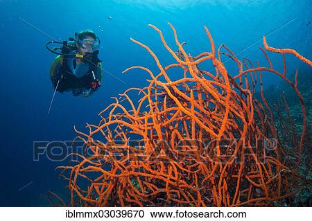 Stock Image - "Scuba diver looking at a colorful Demosponge (Demospongiae), Bancuan, -, Philippines, Asia". Fotosearch