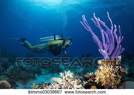 "Scuba diver looking at a colorful Demosponge (Demospongiae), Mulaong, -, Philippines, Asia" View Large Photo Image Stock Photo - "Scuba diver looking at a colorful Demosponge (Demospongiae), Mulaong, -, Philippines, Asia". Fotosearch