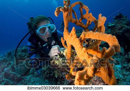"Scuba diver looking at a colorful Demosponge (Demospongiae), Mulaong, -, Philippines, Asia" View Large Photo Image Stock Photograph - "Scuba diver looking at a colorful Demosponge (Demospongiae), Mulaong, -, Philippines, Asia". Fotosearch