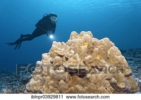 "Scuba diver looking at a coral block with Christmas Tree Worms (Spirobranchus giganteus), Bora Bora, Leeward Islands, Society Islands, French Polynesia, France, Oceania" View Large Photo Image Stock Image - "Scuba diver looking at a coral block with Christmas Tree Worms (Spirobranchus giganteus), Bora Bora, Leeward Islands, Society Islands, French Polynesia, France, Oceania". Fotosearch