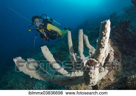 "Scuba diver looking at a giant vase sponge (Callyspongia sp), Philippines, Asia" View Large Photo Image Stock Photo - "Scuba diver looking at a giant vase sponge (Callyspongia sp), Philippines, Asia". Fotosearch