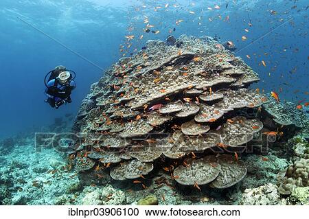 "Scuba Diver looking at a large stone coral with Anthias (Anthiinae), Lhaviyani Atoll, Indian Ocean, Maldives, Asia" View Large Photo Image Stock Image - "Scuba Diver looking at a large stone coral with Anthias (Anthiinae), Lhaviyani Atoll, Indian Ocean, Maldives, Asia". Fotosearch