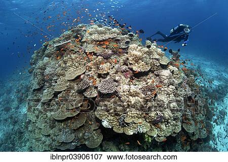 "Scuba Diver looking at a large stone coral with Anthias (Anthiinae), Lhaviyani Atoll, Indian Ocean, Maldives, Asia" View Large Photo Image Stock Photo - "Scuba Diver looking at a large stone coral with Anthias (Anthiinae), Lhaviyani Atoll, Indian Ocean, Maldives, Asia". Fotosearch
