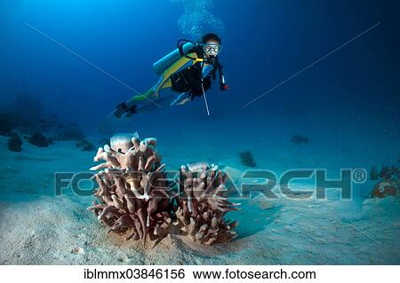 "Scuba diver looking at a Sponge (Porifera), Philippines, Asia" View Large Photo Image Stock Photograph - "Scuba diver looking at a Sponge (Porifera), Philippines, Asia". Fotosearch