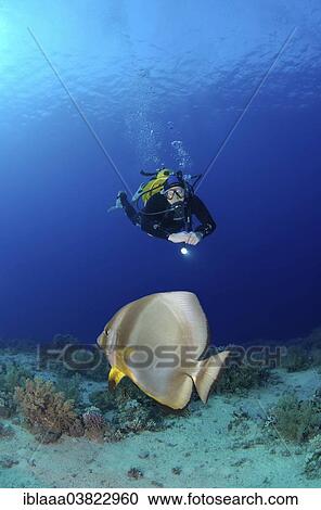 "Scuba diver looking at a Teira Batfish (Platax teira), Ras Muhammad National Park, Sinai Peninsula, Sharm el-Sheikh, Red Sea, Egypt, Africa" View Large Photo Image Stock Image - "Scuba diver looking at a Teira Batfish (Platax teira), Ras Muhammad National Park, Sinai Peninsula, Sharm el-Sheikh, Red Sea, Egypt, Africa". Fotosearch
