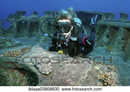 "Scuba diver looking at a Tentacled Flathead (Papilloculiceps longiceps), at the SS Thistlegorm shipwreck, Red Sea, Egypt, Africa" View Large Photo Image Stock Image - "Scuba diver looking at a Tentacled Flathead (Papilloculiceps longiceps), at the SS Thistlegorm shipwreck, Red Sea, Egypt, Africa". Fotosearch