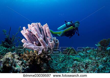 "Scuba diver looking at a Tube Sponge (Niphates olemda), Busuanga, Palawan, Mimaropa, Philippines, Asia" View Large Photo Image Stock Photo - "Scuba diver looking at a Tube Sponge (Niphates olemda), Busuanga, Palawan, Mimaropa, Philippines, Asia". Fotosearch