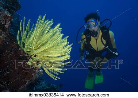 "Scuba diver looking at a yellow Feather Star (Crinoidea), Philippines, Asia" View Large Photo Image Picture - "Scuba diver looking at a yellow Feather Star (Crinoidea), Philippines, Asia". Fotosearch