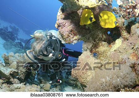 "Scuba diver looking at Blue-Cheeked Butterflyfish (Chaetodon semilarvatus), Red Sea, Egypt, Africa" View Large Photo Image Stock Image - "Scuba diver looking at Blue-Cheeked Butterflyfish (Chaetodon semilarvatus), Red Sea, Egypt, Africa". Fotosearch