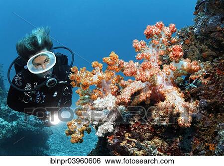 "Scuba diver looking at Klunzinger's Soft Coral (Dendronephthya klunzingeri) at a coral reef, Embudu Channel, Indian Ocean, Tilla or Tila, South Male Atoll, Maldives, Asia" View Large Photo Image Stock Photograph - "Scuba diver looking at Klunzinger's Soft Coral (Dendronephthya klunzingeri) at a coral reef, Embudu Channel, Indian Ocean, Tilla or Tila, South Male Atoll, Maldives, Asia". Fotosearch
