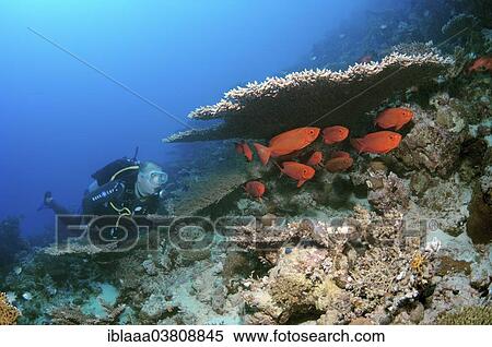 "Scuba diver looking at Lunar-tailed Bigeyes (Priacanthus hamrur), Red sea, Egypt, Africa" View Large Photo Image Stock Photography - "Scuba diver looking at Lunar-tailed Bigeyes (Priacanthus hamrur), Red sea, Egypt, Africa". Fotosearch