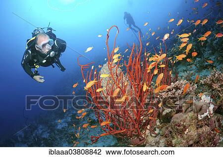 "Scuba diver looking at Sea Goldies (Pseudanthias squamipinnis), Red Sea, Egypt, Africa" View Large Photo Image Stock Image - "Scuba diver looking at Sea Goldies (Pseudanthias squamipinnis), Red Sea, Egypt, Africa". Fotosearch