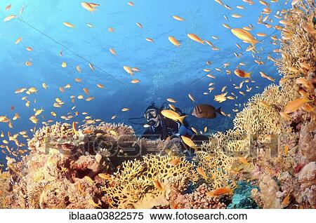 "Scuba diver looking at Sea Goldies (Pseudanthias squamipinnis), Red Sea, Egypt, Africa" View Large Photo Image Stock Photography - "Scuba diver looking at Sea Goldies (Pseudanthias squamipinnis), Red Sea, Egypt, Africa". Fotosearch