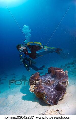 giant clam australia