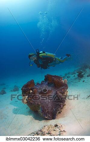 Stock Photograph - "Scuba diver observing a Maxima Clam or Giant Clam (Tridacna maxima), Queensland, Queensland, Australia, Oceania". Fotosearch