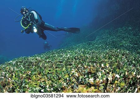 Picture - "Scuba diver over an algae meadow, Korcula, Dalmatia, Croatia, Europe". Fotosearch