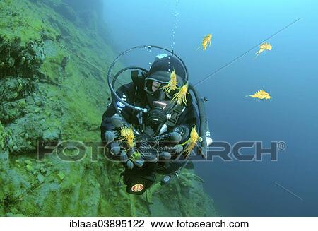 "Scuba diver releasing Amphipods (Acanthogammarus maculosus, Victorii maculosus), Lake Baikal, Siberia, Russia, Europe" View Large Photo Image Stock Image - "Scuba diver releasing Amphipods (Acanthogammarus maculosus, Victorii maculosus), Lake Baikal, Siberia, Russia, Europe". Fotosearch