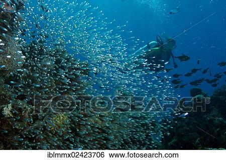 Stock Photograph - Scuba diver swimming behind a swarm of Glassfish (Parapriacanthus ransonneti), Philippines, Asia. Fotosearch