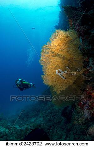 Scuba diver swimming in a coral reef behind a gorgonian, Philippines, Asia View Large Photo Image Stock Image - Scuba diver swimming in a coral reef behind a gorgonian, Philippines, Asia. Fotosearch