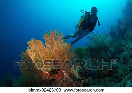 Scuba diver swimming in a coral reef behind a gorgonian, Philippines, Asia View Large Photo Image Stock Image - Scuba diver swimming in a coral reef behind a gorgonian, Philippines, Asia. Fotosearch